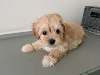 Maltipoo dogs F1 Korean multipoo babies truly beautiful - Advert 2