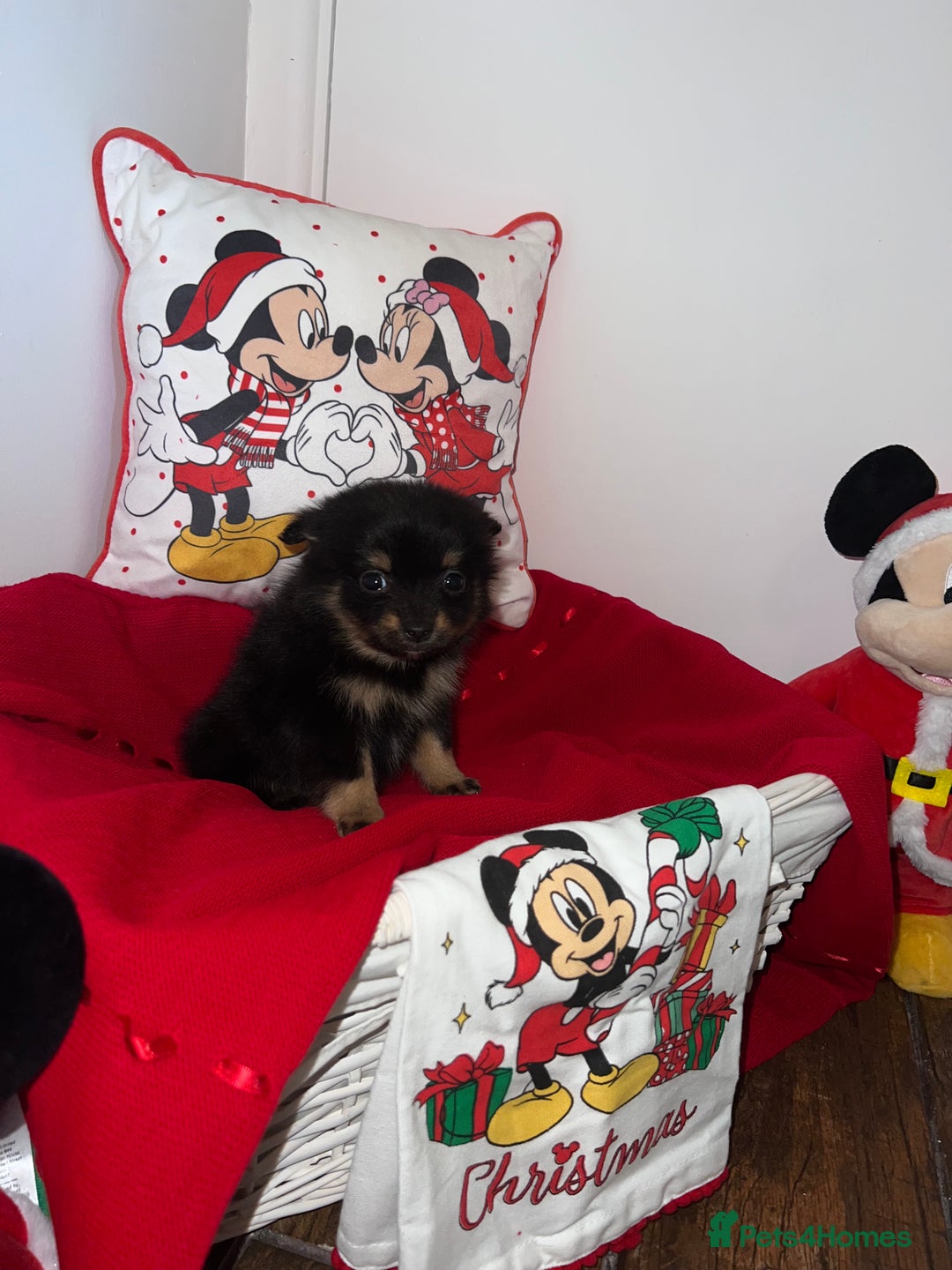 Pomeranian dogs for sale: Beautiful Pomeranian puppy’s  - Image 6