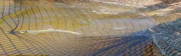 Koi Carp fish for sale: Natural bred Koi  in Felixstowe - Advert 6