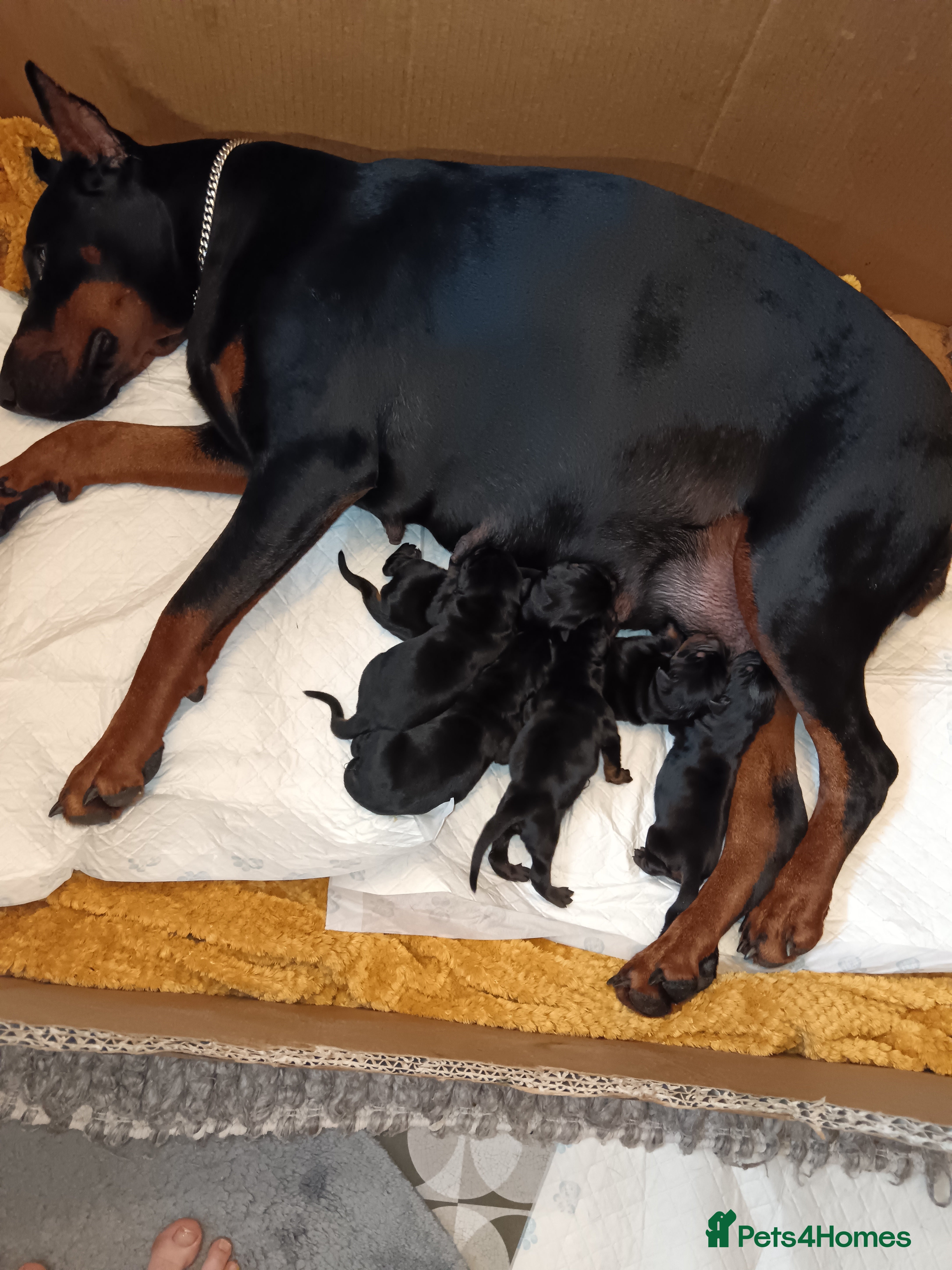 Dobermann dogs Pure European Doberman puppies - Advert 15
