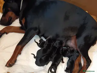 Dobermann dogs Pure European Doberman puppies - Advert 15