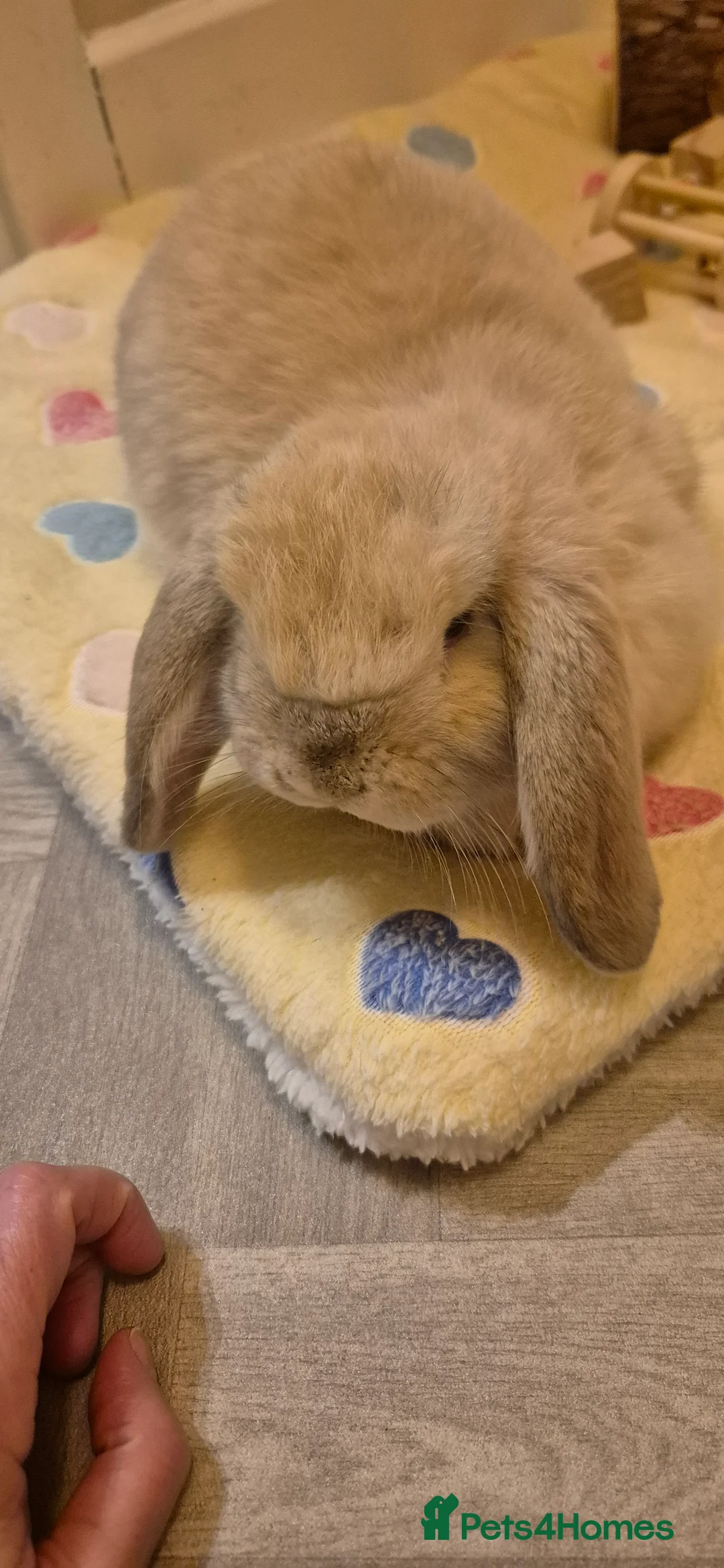 Mini Lop rabbits for sale: Female mini lop - Advert 1
