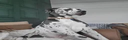 Great Dane dogs for stud: For stud - Advert 12