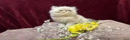 Persian cats for sale: 3 CHEEKY COLOURPOINT PERSIAN BOYS (READY FRI 17TH) - Advert 12
