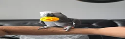 Parrots birds for sale: African Grey Parrot - 11 months old in Pontefract - Advert 6