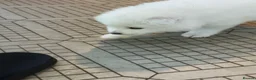 Samoyed dogs for sale:     Adorable Samoyed Puppies Looking for 5★ Homes - Advert 40