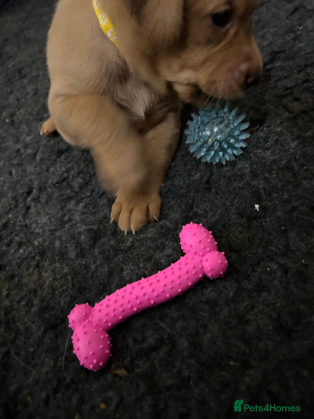 Labrador Retriever dogs for sale: Fox red labrador pups Glasgow  - Advert 14
