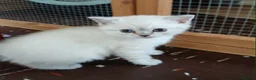 British Shorthair cats for sale: Bsh X Scotish stright kitten colorpoint-girl. - Advert 3