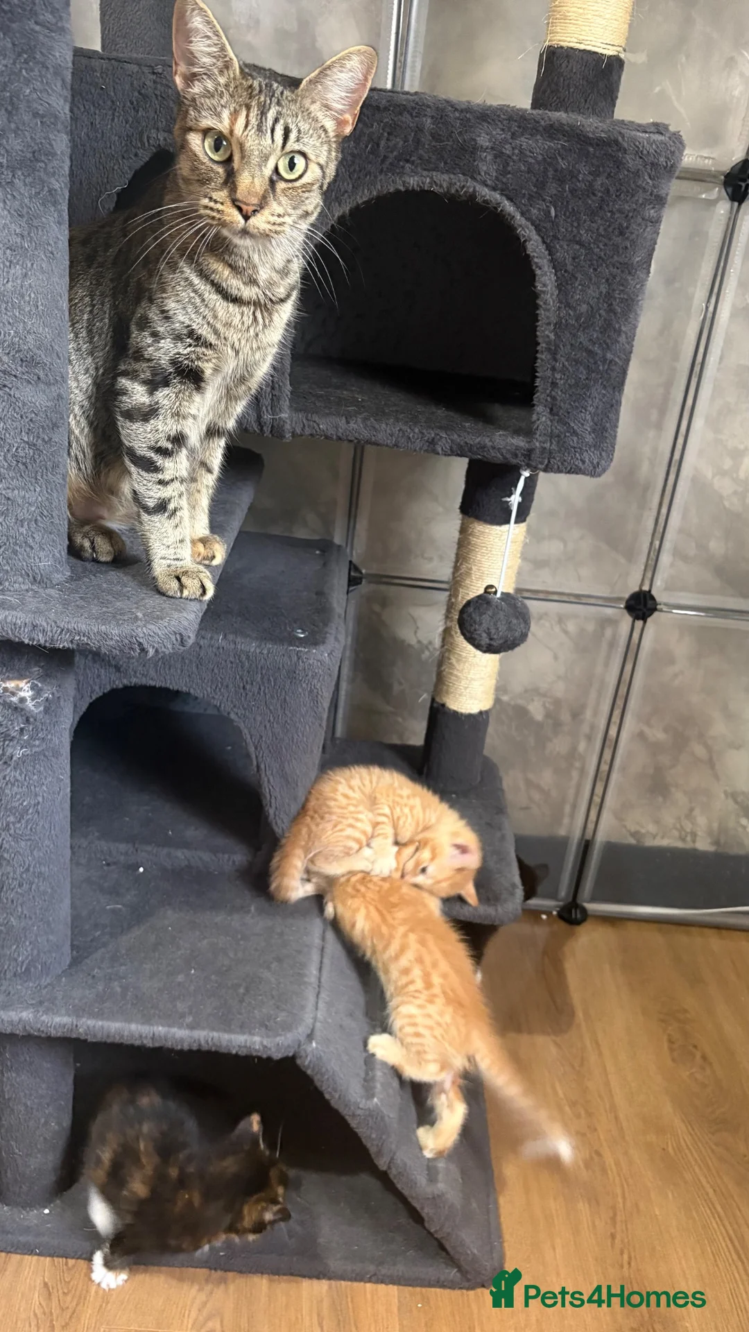 Mixed Breed cats for sale: Bengal cross kittens  - Advert 13
