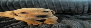 Labrador Retriever 7