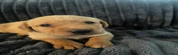 Labrador Retriever dogs for sale: KC registered Fox Red Labrador puppies - Advert 7