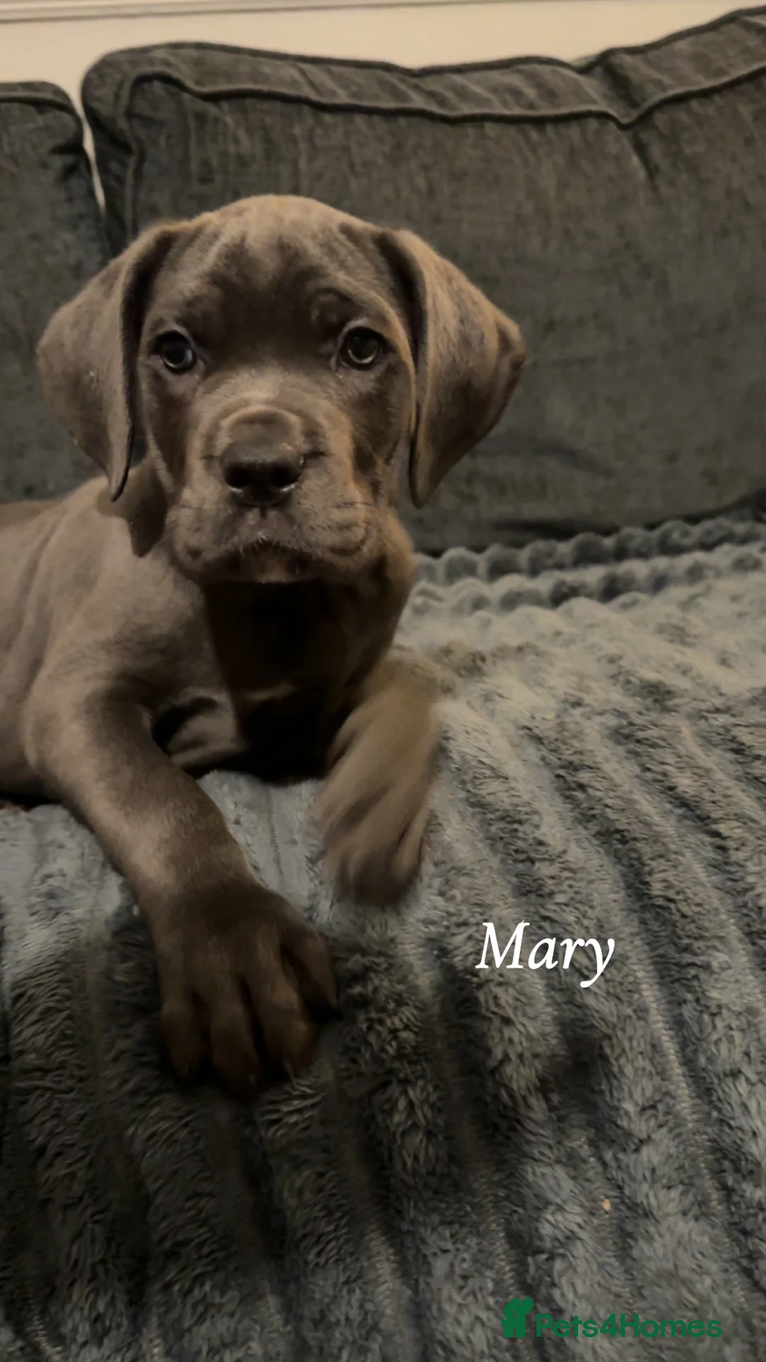 Cane Corso dogs for sale: Blue/lilac cane corsos  - Advert 30