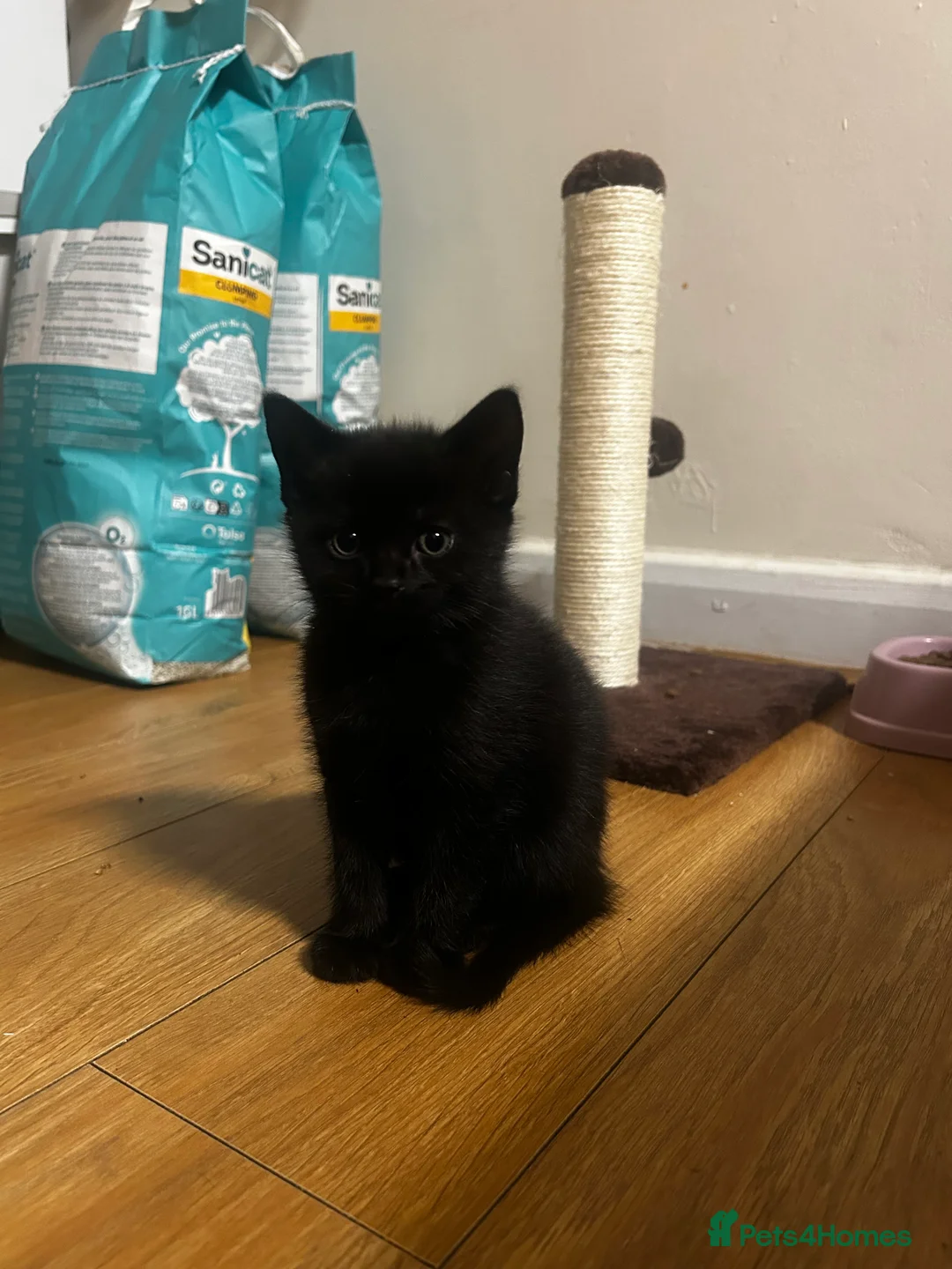 Mixed Breed cats for sale: 2 beautiful kittens for sale £120 each  - Advert 5