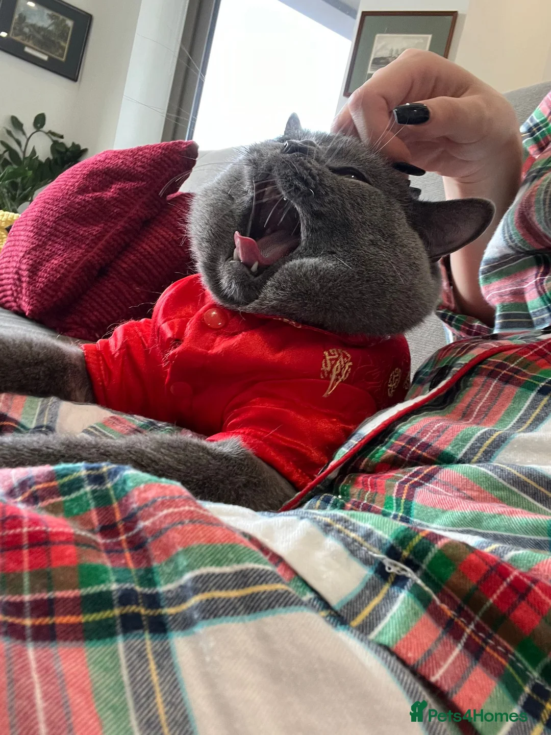 British Shorthair cats for sale: 💙 Stunning British Shorthair Blue Boy  in London - Advert 2