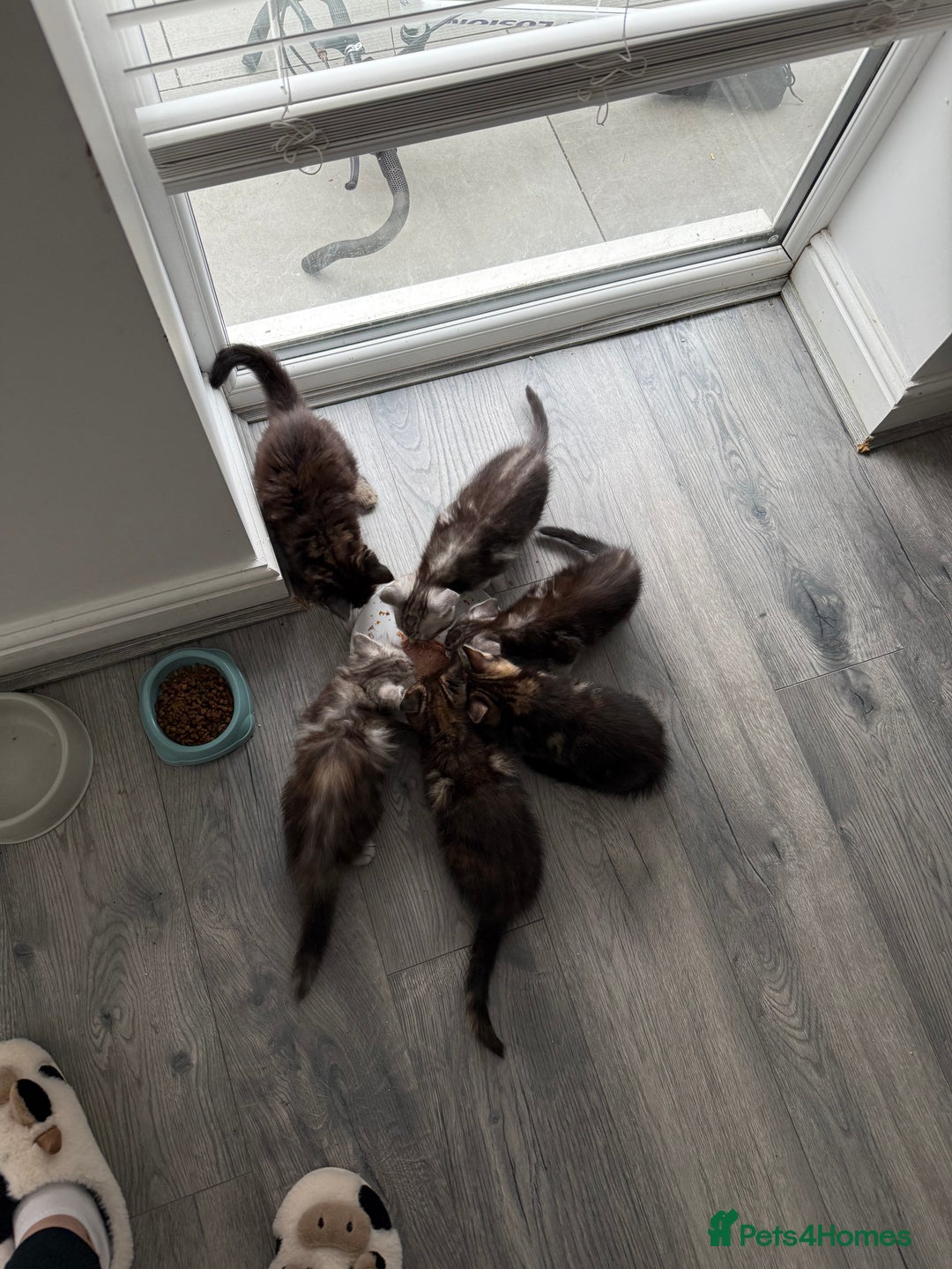 Mixed Breed cats for sale: Maine coon / Tabby kittens - Image 11