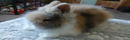 Lionhead rabbits for sale: Stunning DM Lionhead baby rabbit - Advert 3