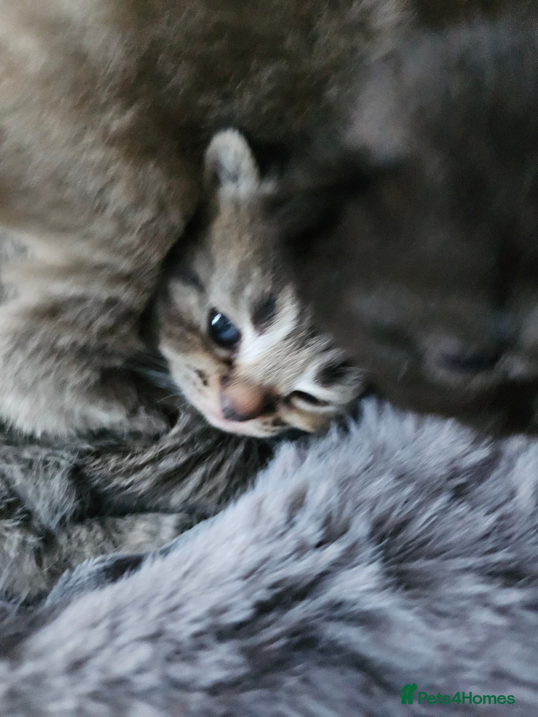 Scottish Fold cats for sale: Scottish fold kittens for sale 4 wks old - Advert 10