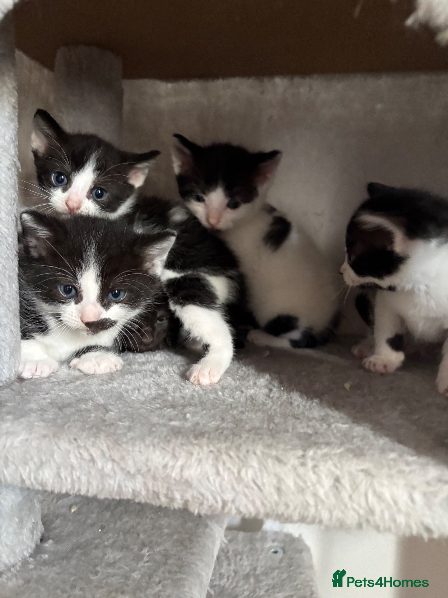 Mixed Breed cats 5 kittens ready for a loving home - Advert 3