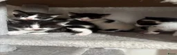 Mixed Breed cats for sale: 5 kittens ready for a loving home in Stoke-on-Trent - Advert 1