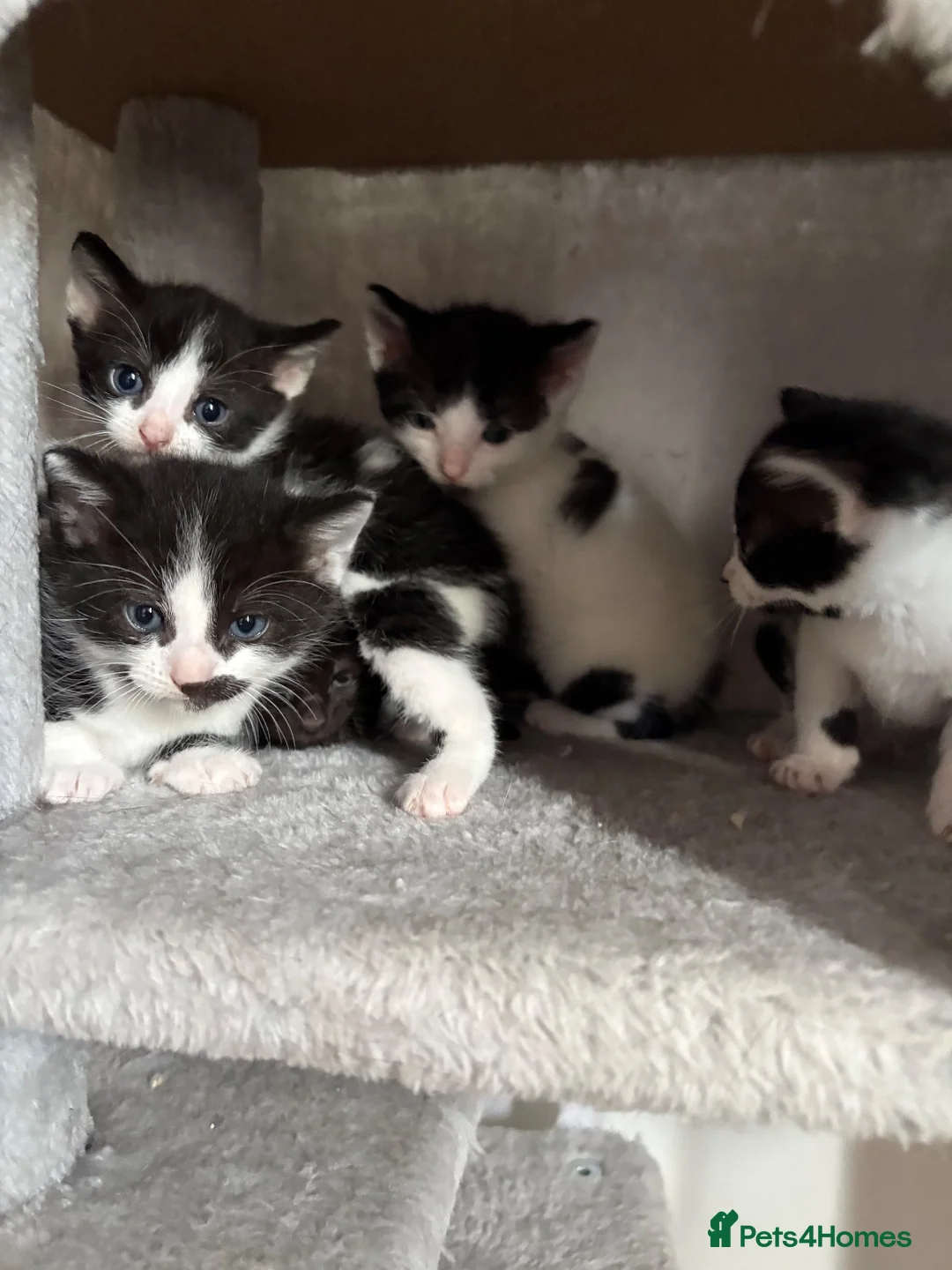 Mixed Breed cats for sale: 5 kittens ready for a loving home in Stoke-on-Trent - Advert 1