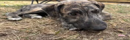 Lurcher dogs for sale: The last 2 lurcher pups.  in Skegness - Advert 4