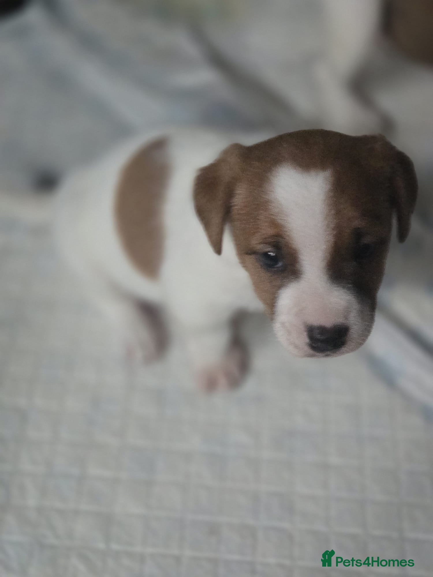 Jack Russell dogs Jack russel puppy for new home  - Advert 1