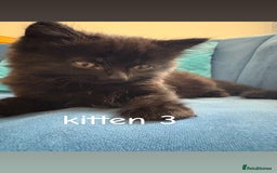 British Shorthair cats for sale: 2 British shorthair 1 British longhair kittens - Image 7