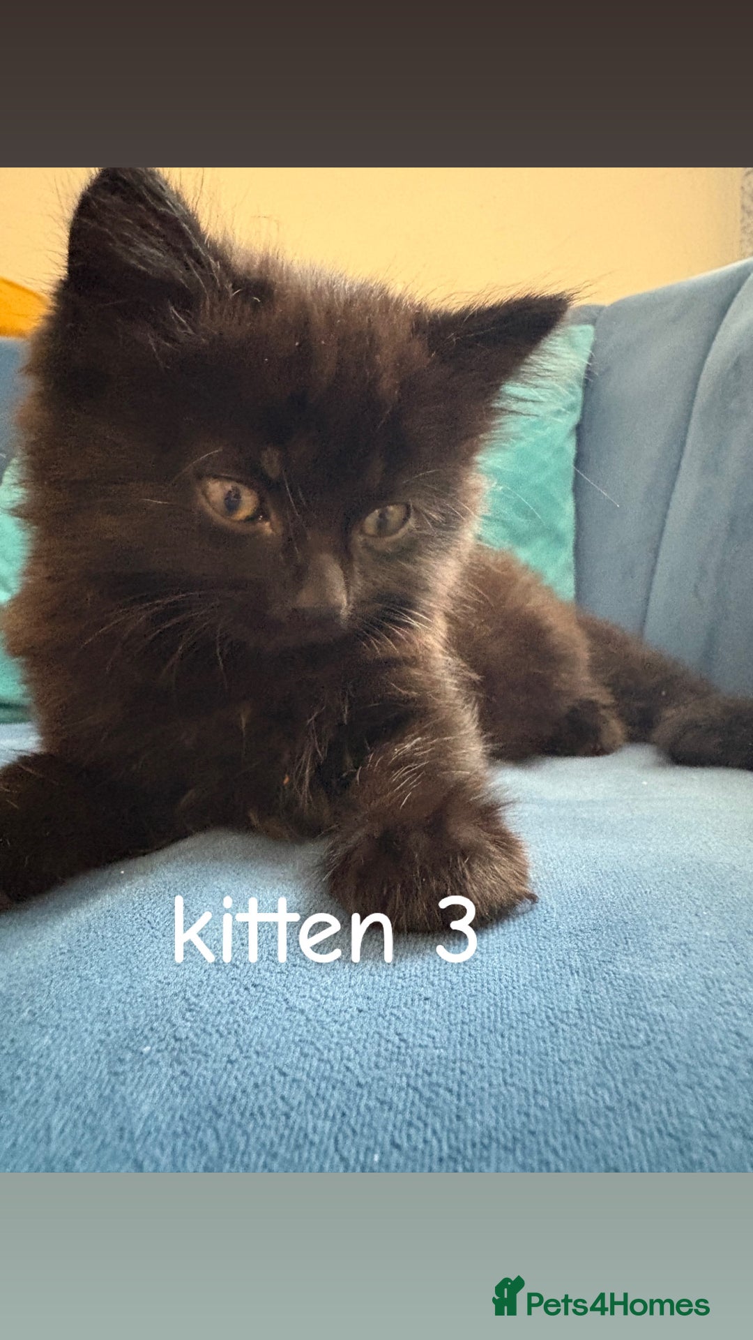 British Shorthair cats for sale: 2 British shorthair 1 British longhair kittens - Image 7