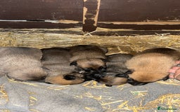 Belgian Shepherd Dog dogs for sale: Beautiful Belgian Malinois Puppies  - Image 1