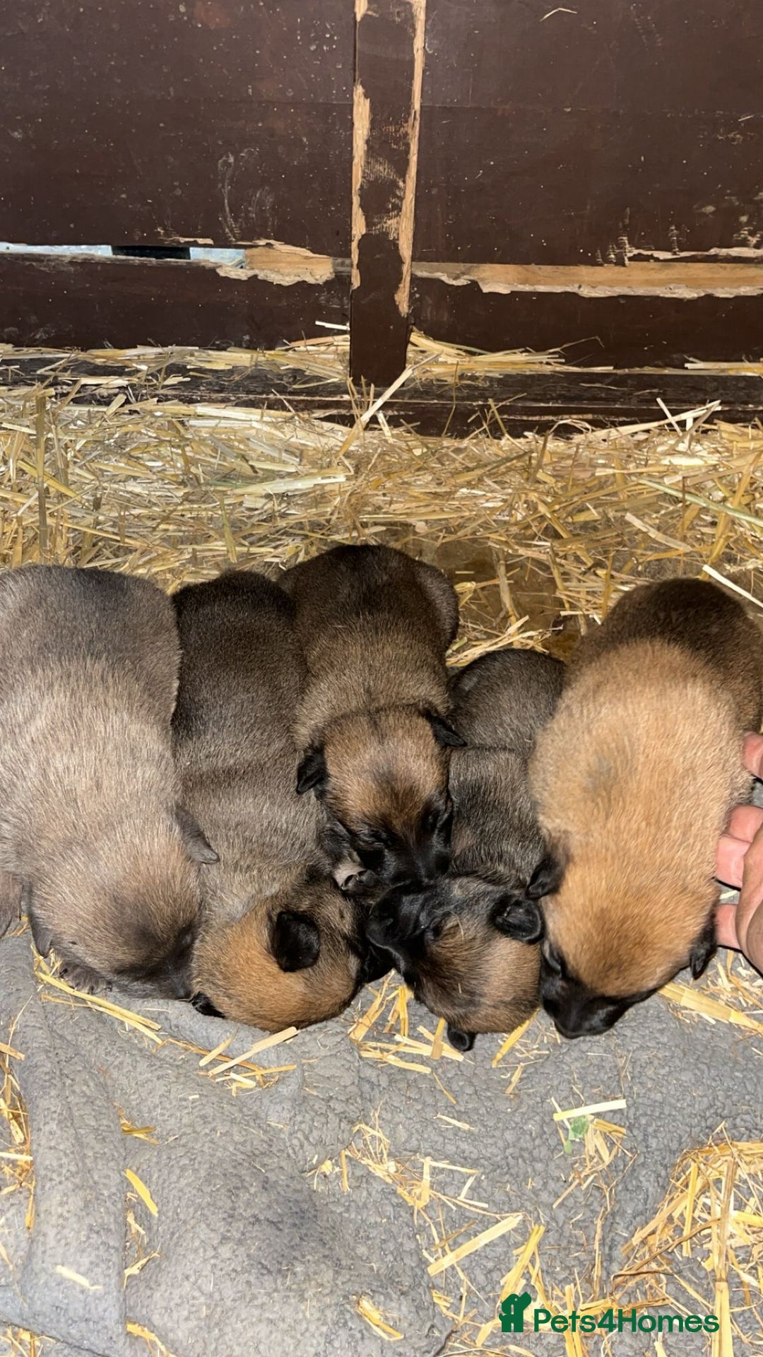 Belgian Shepherd Dog dogs for sale: Beautiful Belgian Malinois Puppies  - Image 1