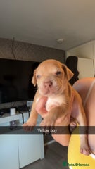 American Bully Puppy 4