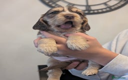 Cocker Spaniel dogs for sale: Quality Bred Show Type Cocker Spaniel Puppies - Image 13