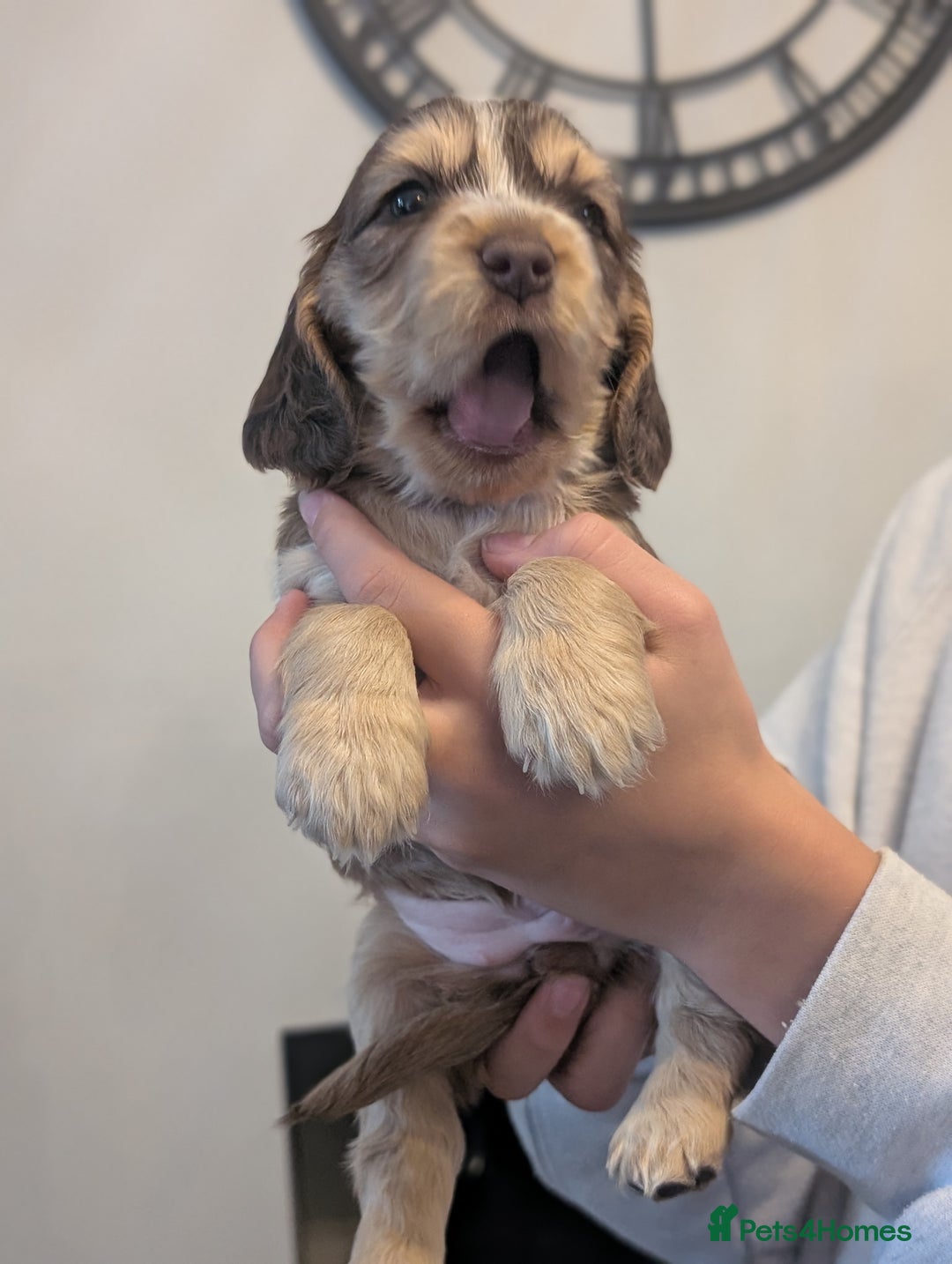 Cocker Spaniel dogs for sale: Quality Bred Show Type Cocker Spaniel Puppies - Image 13