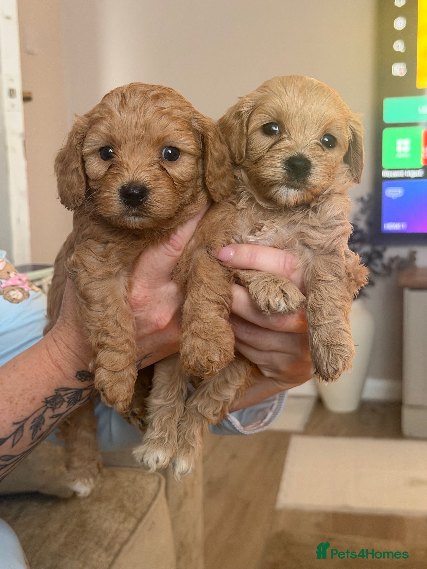 Cavapoochon dogs 🌟🌟2 Beautiful Boys remaining 🌟🌟 - Advert 1