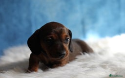 Miniature Dachshund dogs for sale: One Boy Ready now KC Reg, Champion Sired  - Image 15