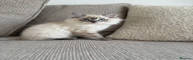 Ragdoll Kitten 3