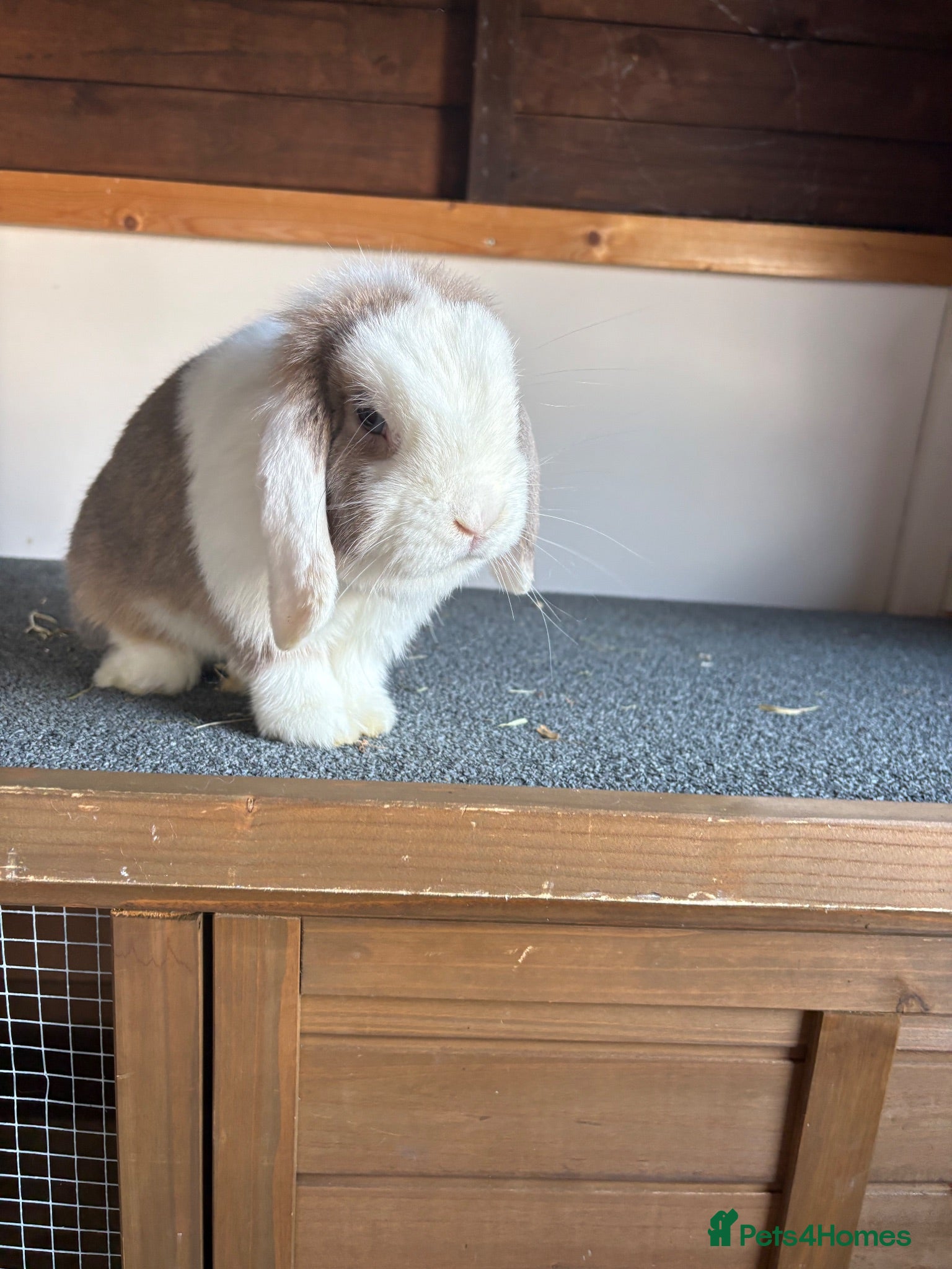 Mini Lop rabbits Friendly Doe - Advert 6