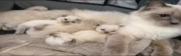 Ragdoll cats for sale: Purebred Blue Point & Blue Mitted ragdolls - Advert 26