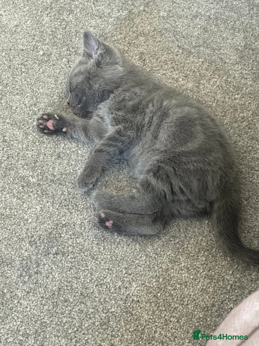 Mixed Breed cats for sale: 6 beautiful kittens  in Doncaster - Advert 8