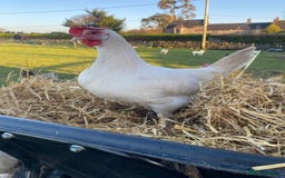 Mixed Breed birds for sale: Point of lay Hens & Pullets – VARIOUS BREEDS 🦚  - Image 37