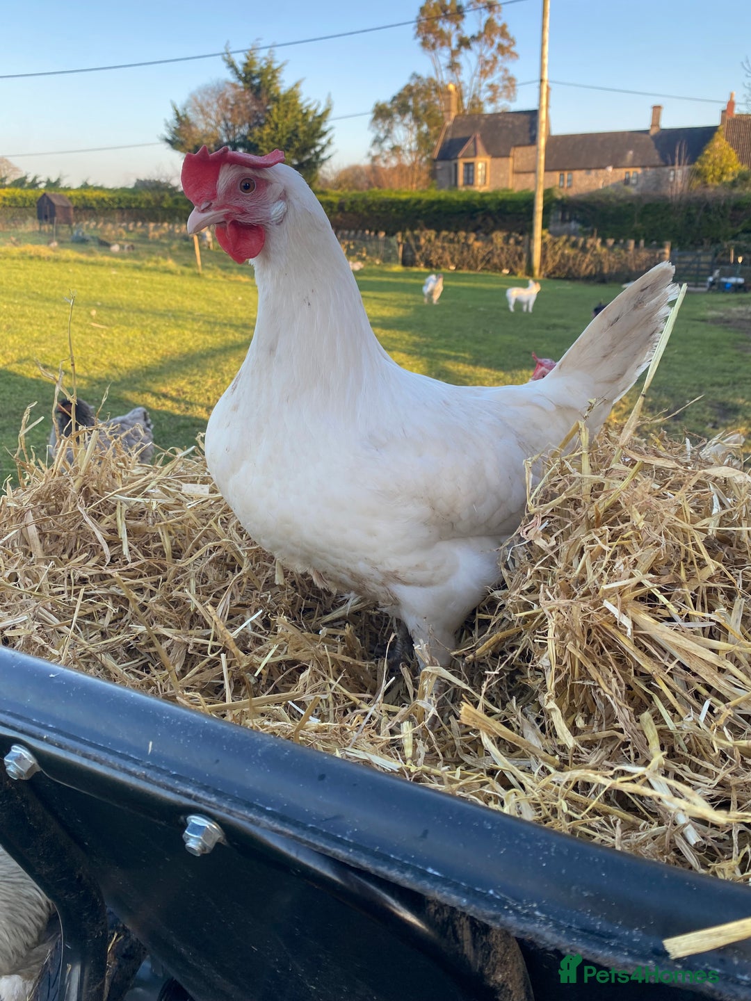 Mixed Breed birds for sale: Point of lay Hens & Pullets – VARIOUS BREEDS 🦚  - Image 37