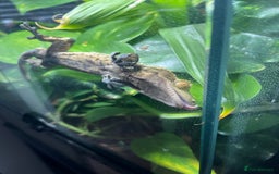 Gecko reptiles for sale: Male Crested Gecko and Terrarium - Image 3