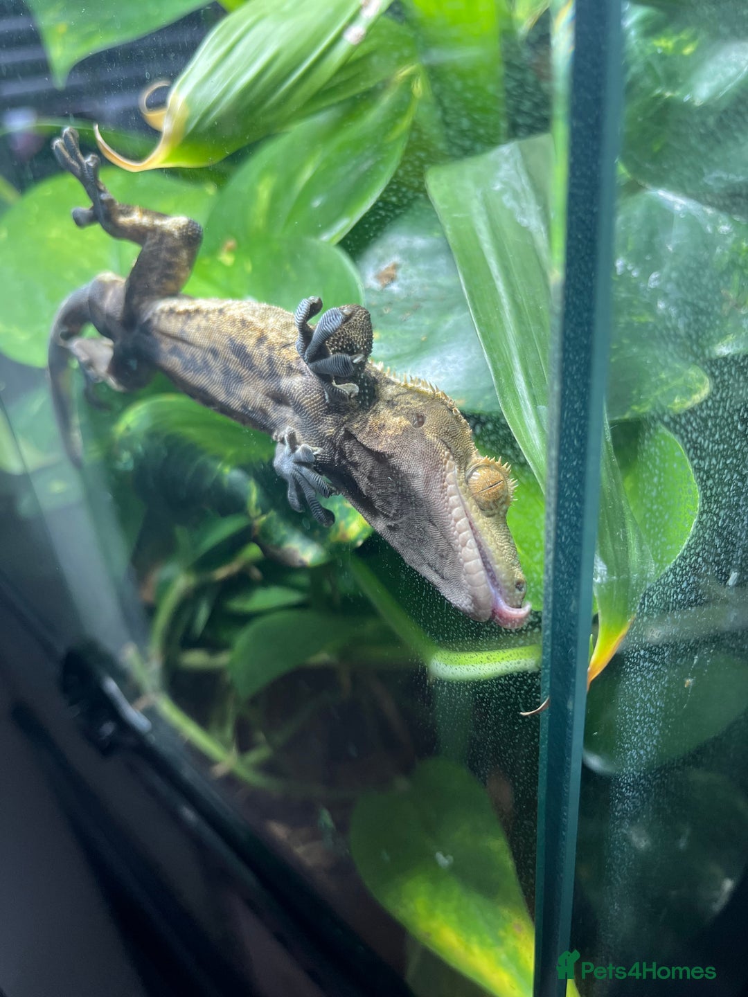 Gecko reptiles for sale: Male Crested Gecko and Terrarium - Image 3