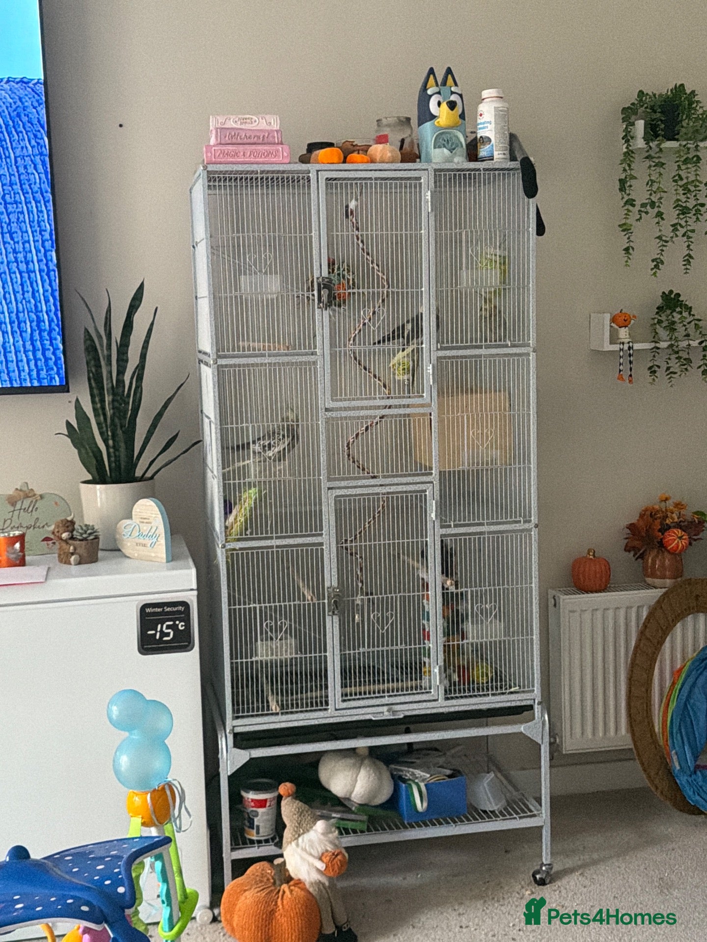 Cockatiels birds Cockatiels  - Advert 2