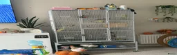 Cockatiels birds for sale: Cockatiels  - Advert 2