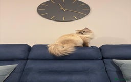 Siberian cats for sale: GCCF Registered Siberian Neva Masquerade Kittens - Image 4