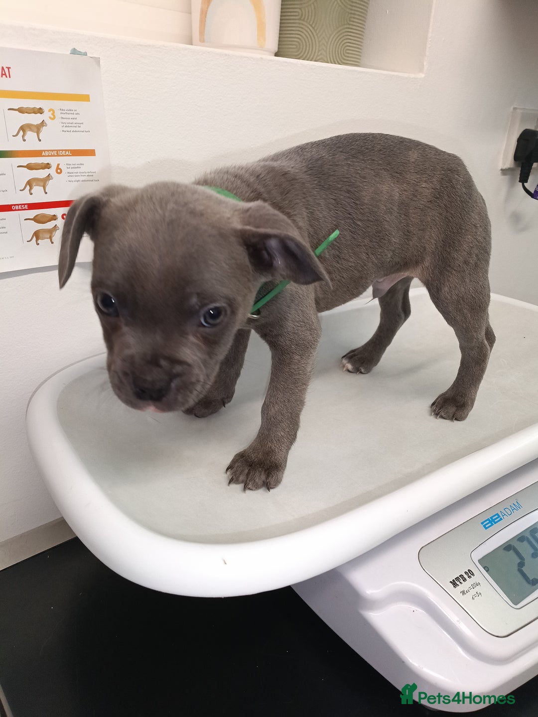 Mixed Breed dogs for sale: 6 little cuties 😍 - Advert 9