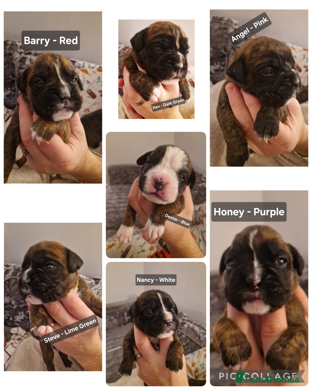 Boxer dogs for sale: 7 Beautiful Boxer Chunky Puppies - Advert 9