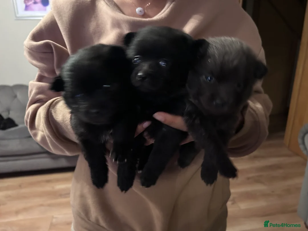 Pomeranian dogs for sale: Beautiful well loved Pomeranians  - Advert 4