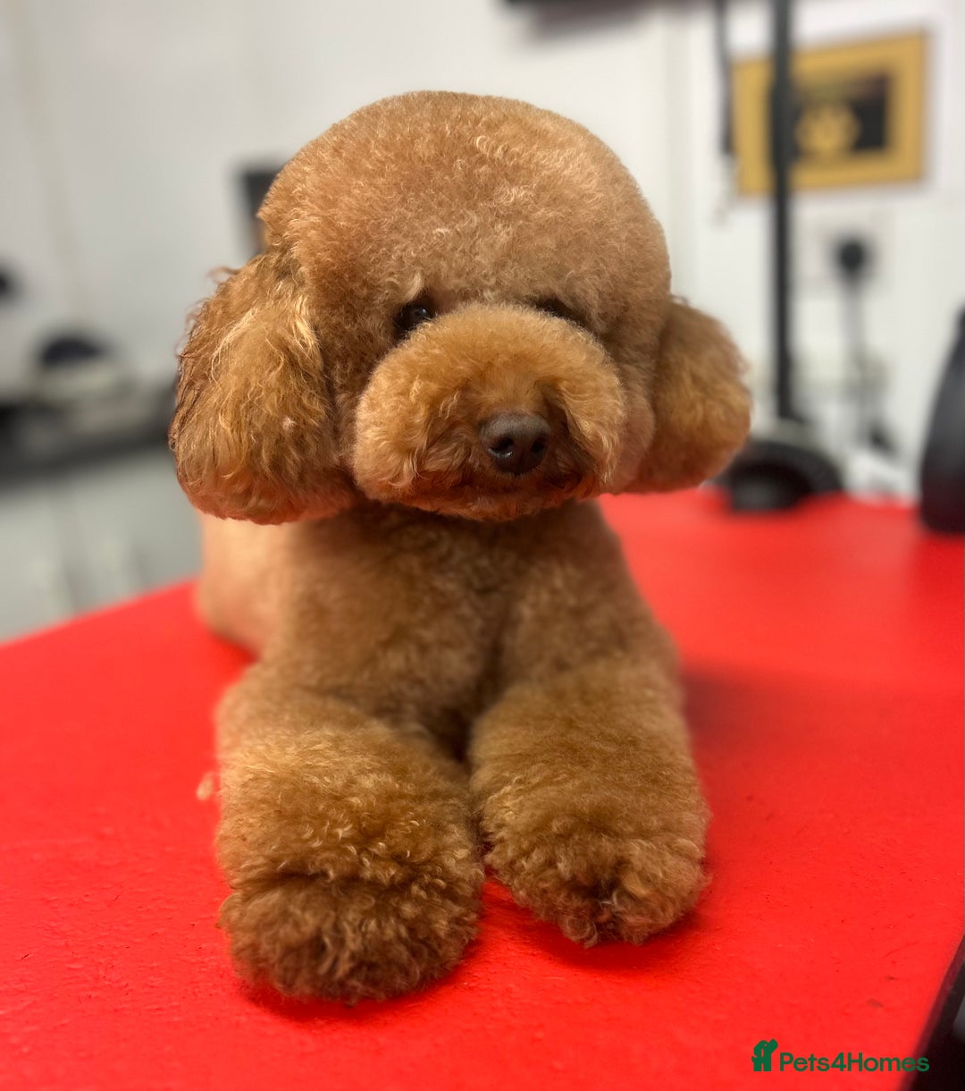 Toy Poodle dogs for stud: Leo Toy Poodle fox red Stud in Telford - Advert 5